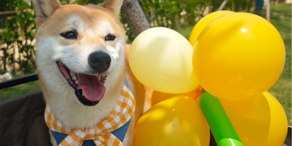 Why Dogs Need Dog Toys: Essential for a Happy and Healthy Pup