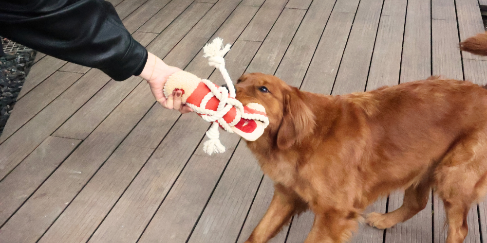 How to Choose the Best Toys for Your Dog’s Breed and Personality?